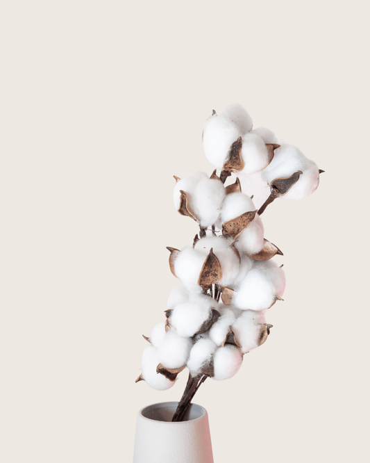 Baumwolle mit Blüten "Oslo" echt Natur 15 einzelne Stiele - Decolio